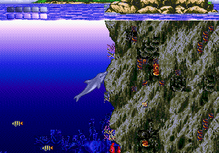 Ecco the Dolphin