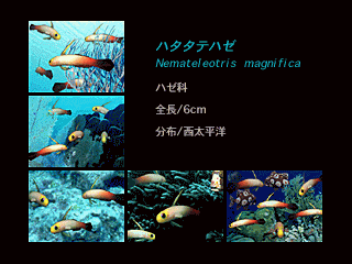 Aqua World: Umibi Monogatari