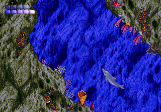 Ecco the Dolphin